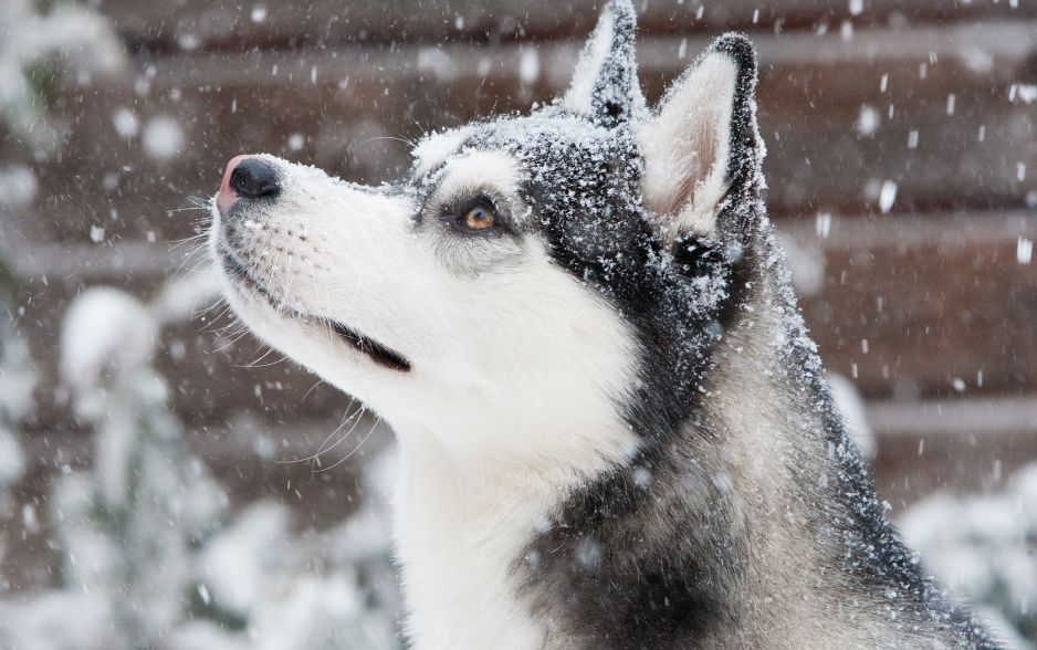 Husky mang vẻ đẹp hoang dã và quyến rũ của vùng tuyết trắng